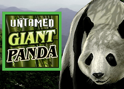 Untamed Giant Panda